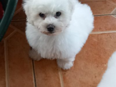 Bichon Frise Puppies for Sale in Galway