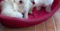 Bichon Frise puppies