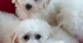 Bichon Frise puppies