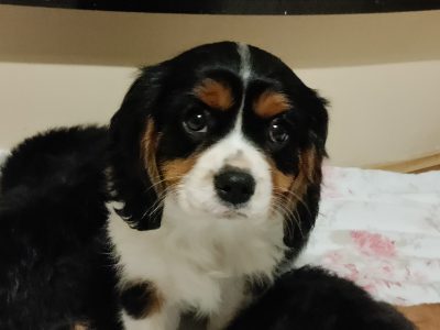Cavalier King Charles Puppies in Mayo