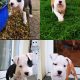 American staffordshire terrier pure breed
