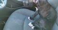 American bully puppy for sale