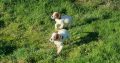 Irish Red & White Setter pups
