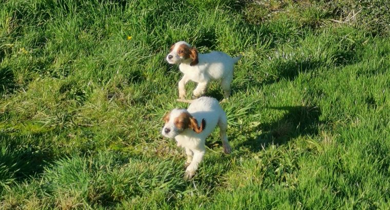 Irish Red & White Setter pups