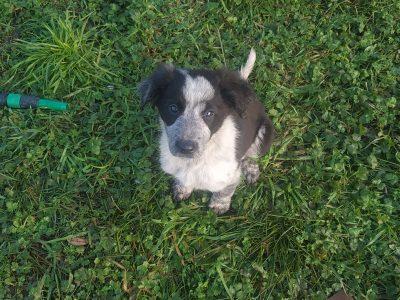 Border Collie Pups for Sale in Swinford