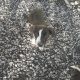 Border collie/Sheepdog pups