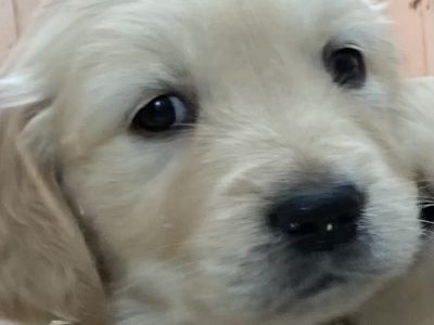Golden Retriever Puppies for Sale in Millstreet