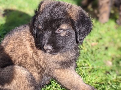 Estrela Mountain Dog Puppies in Flagmount