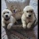 2 Beautiful white golden retrievers Females pups