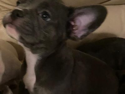 Charming French Bulldogs in Tipperary