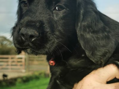 Playful Spretters for sale in Enniscorthy