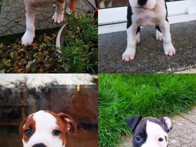 Staffordshire Bull Terrier Puppies in Offaly