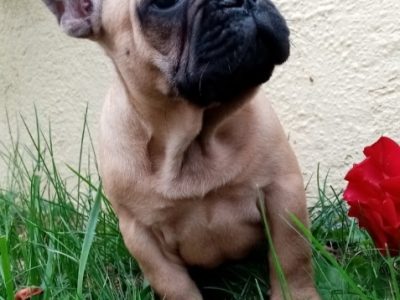 French Bulldogs in Navan – IKC Registered