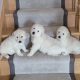 2 Beautiful white golden retrievers Females pups