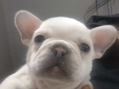 French Bulldog Puppies for Sale in Galway