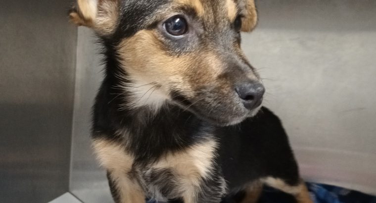 Black and Tan Jack Russells