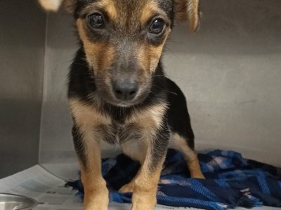 Black and Tan Jack Russells in Kildare