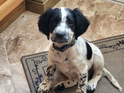 English Springer Spaniel Pups in Athlone