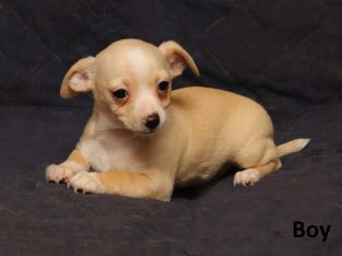 Cute Chihuahua x Jack Russell boys