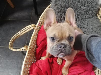 Fawn French Bulldog in Limerick – DWKC Registered