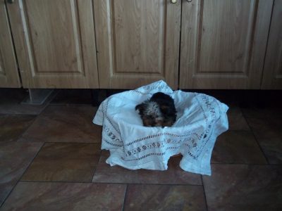 Yorkshire Terrier Pup for Sale in Co. Tipperary