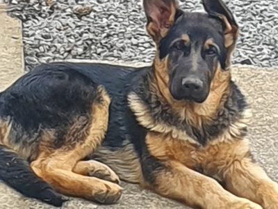 German Shepherd for Stud in Kildare – IKC Registered