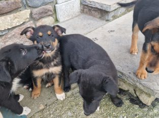 Collie X Labrador puppies