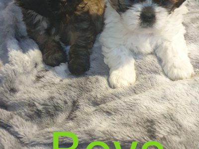 Shih Tzu Puppies for Sale in Ballybunion