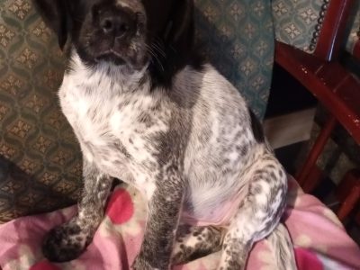 Sprocker Spaniel for Sale in Co Roscommon