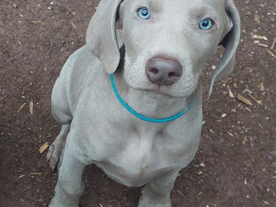 Weimaraner Puppies in Tipperary – IKC Registered