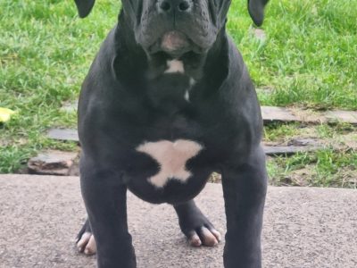 American Bulldog Puppies for Sale in Ballaghaderreen