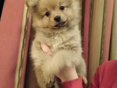 Playful Pomeranian Puppies for Sale in Trim