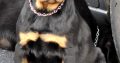 IKC REGISTERED ROTTWEILER PUPPIES