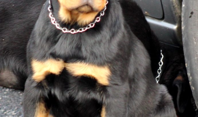 IKC REGISTERED ROTTWEILER PUPPIES