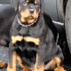 IKC REGISTERED ROTTWEILER PUPPIES