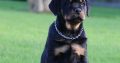 IKC REGISTERED ROTTWEILER PUPPIES