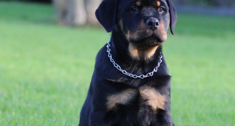 IKC REGISTERED ROTTWEILER PUPPIES