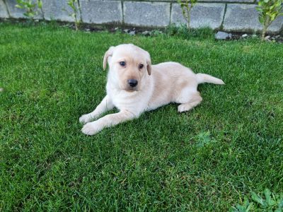 Labrador x German Shepherd Puppies in Enniskean