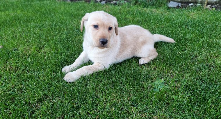 Labrador x German Shepard