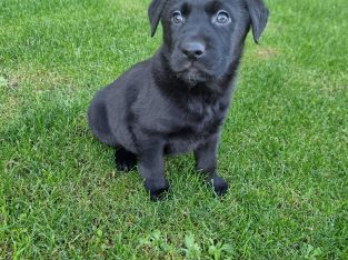 Labrador x German Shepard