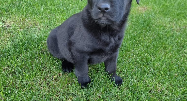 Labrador x German Shepard