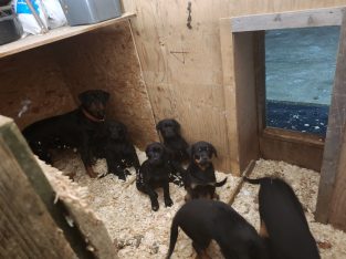 New Rottland Pups