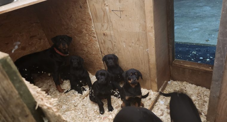 New Rottland Pups