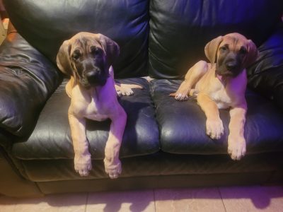 Great Dane Puppies for Sale in Sligo – IKC Registered