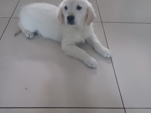 Golden Retriever Puppies for Sale