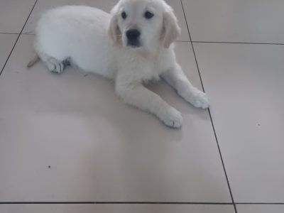 Golden Retriever Puppies in Letterkenny