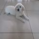 Golden Retriever Puppies for Sale