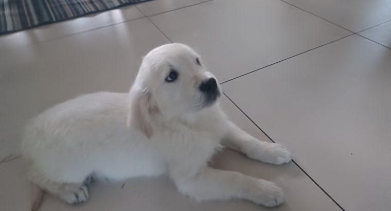 Golden Retriever Puppies for Sale