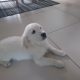 Golden Retriever Puppies for Sale