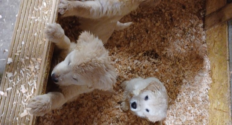 Golden Retriever Puppies for Sale